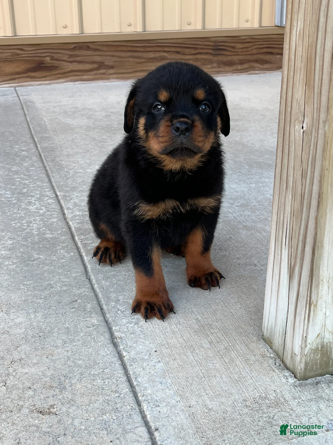 Rottweiler dogs for sale: Ace - Ad 2