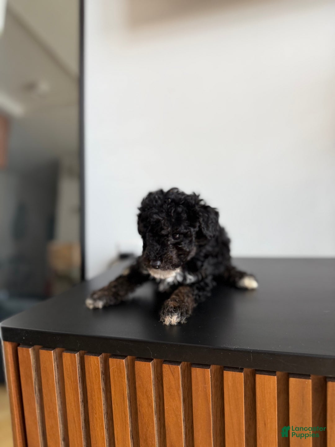 Toy Poodle dogs for sale: Danny teacup - Ad 4