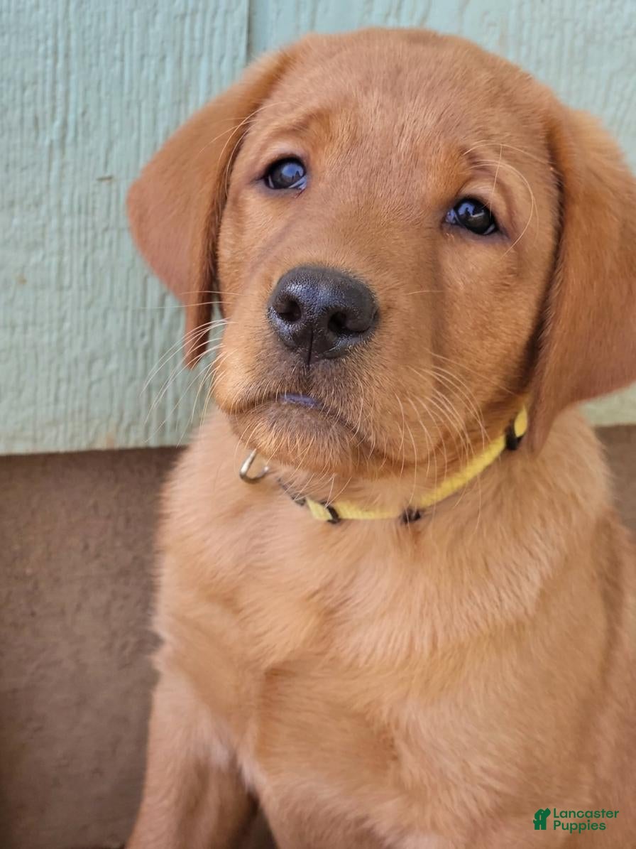 Labrador Retriever dogs for sale: Sandy (yellow collar) - Ad 1