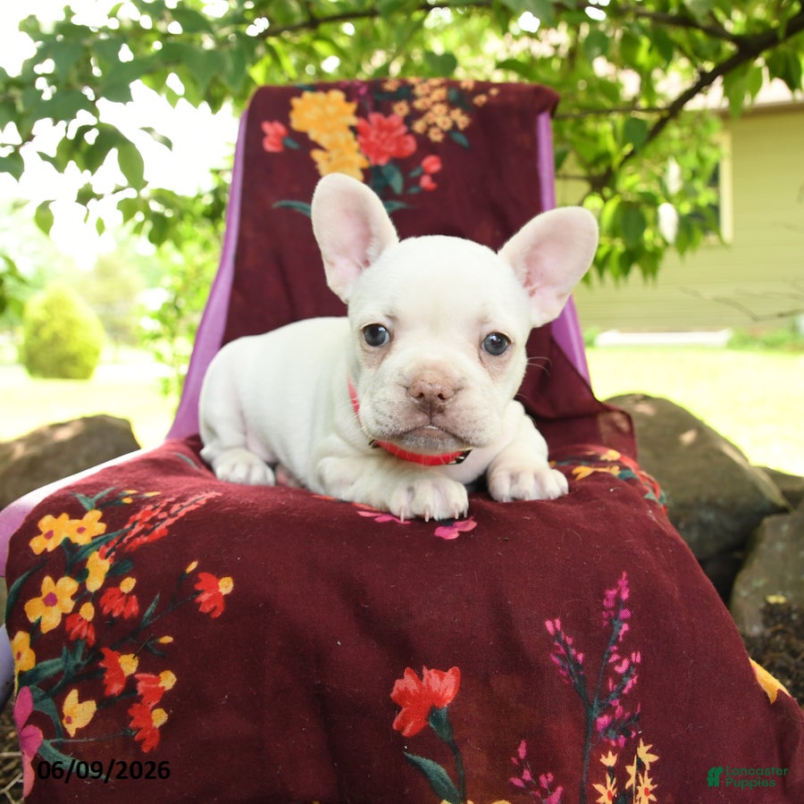 French Bulldog dogs Lulu - Ad 1