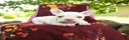 French Bulldog dogs for sale: Lulu - Ad 1