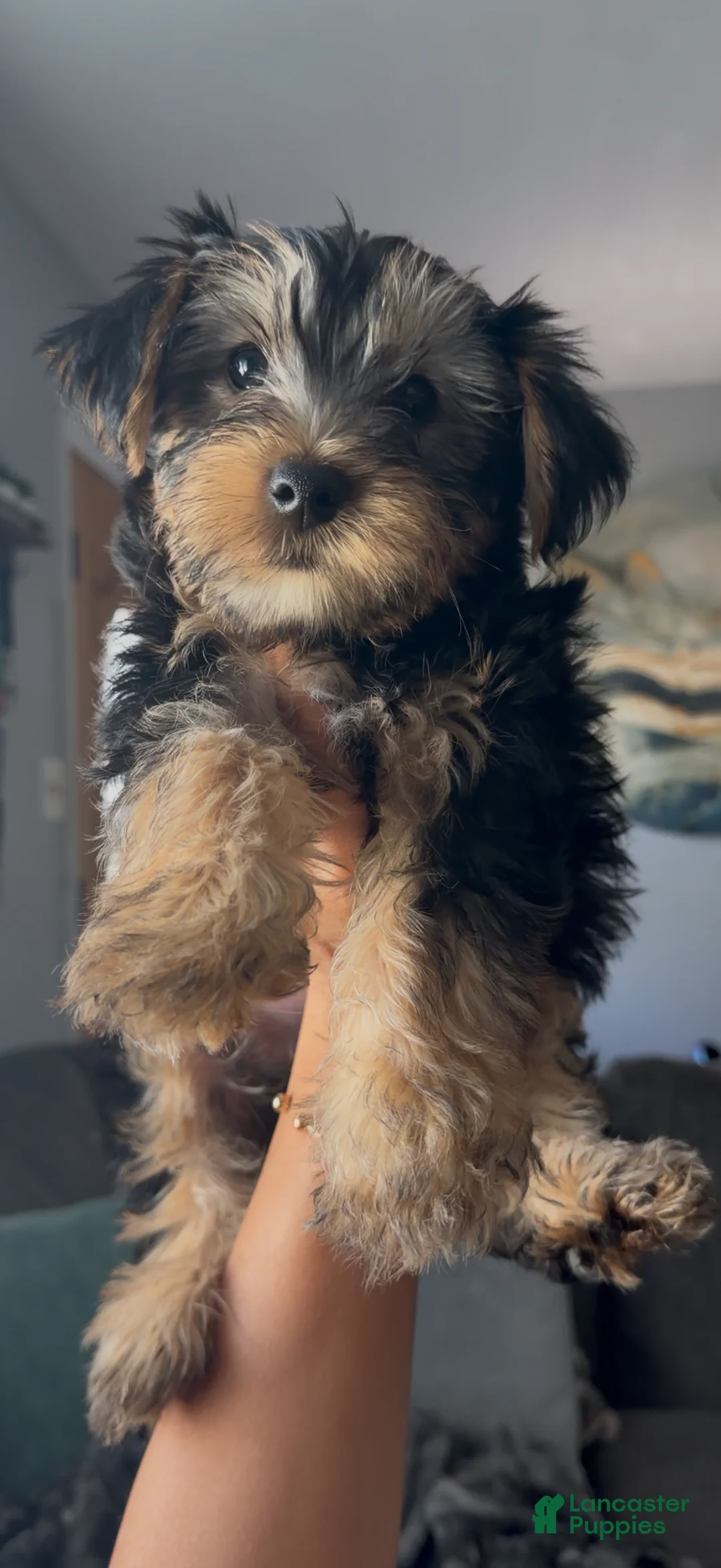 Yorkshire Terrier dogs for sale: Yorkshire Terrier Puppy 1 - Ad 2
