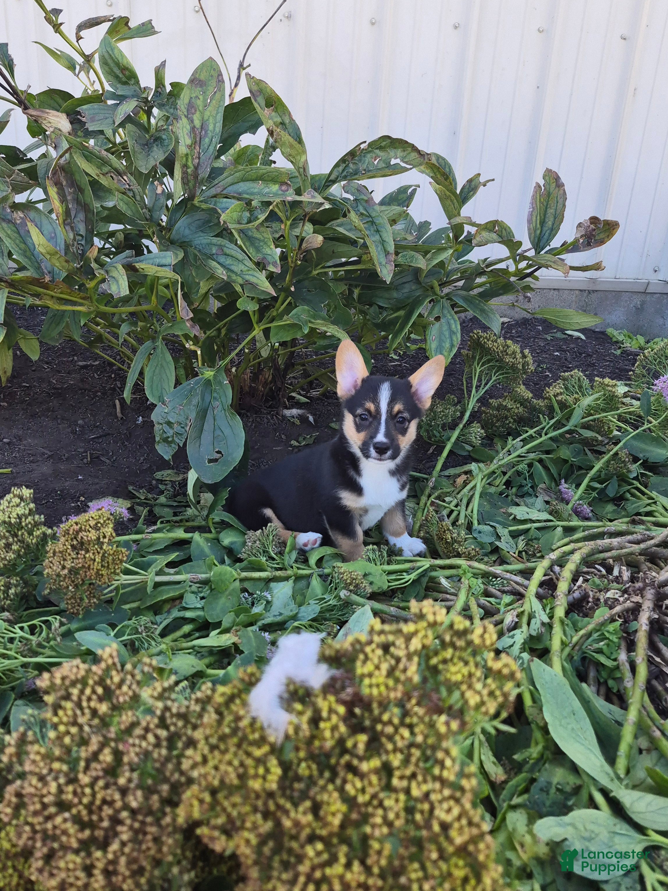 Sage (Pembroke Corgi, Female) in Leesburg, OH