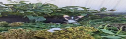 Welsh Corgi Pembroke dogs for sale: Sage - Ad 1
