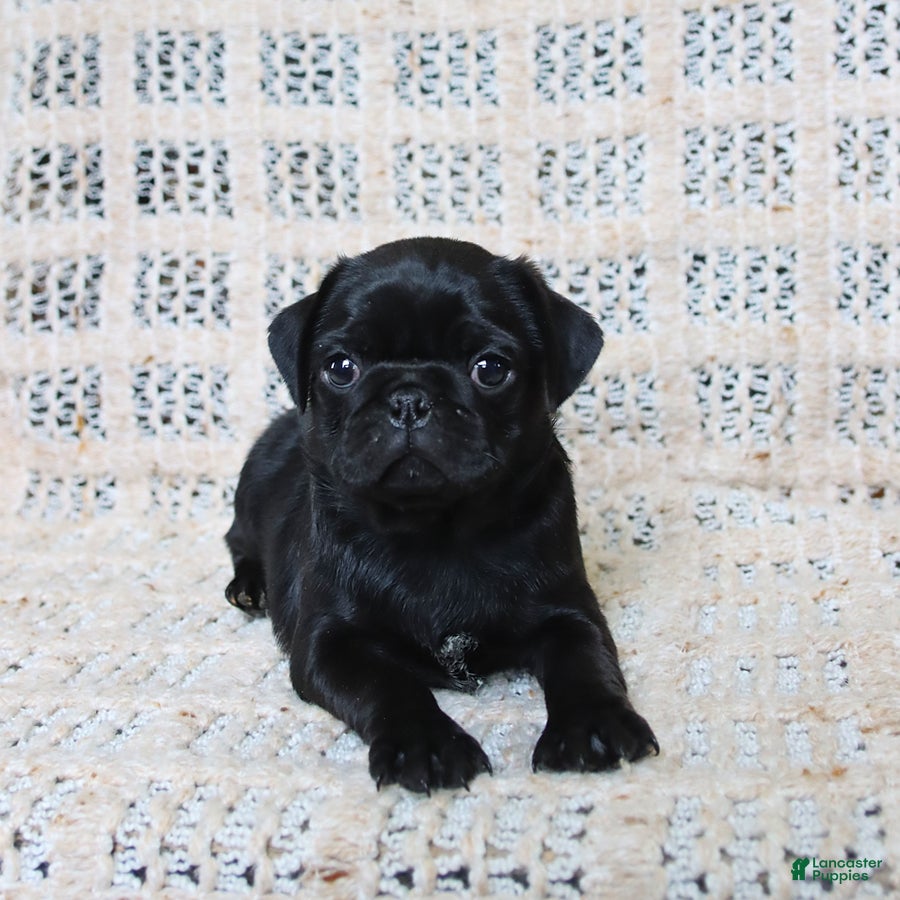 Pug dogs Bertha - Ad 1