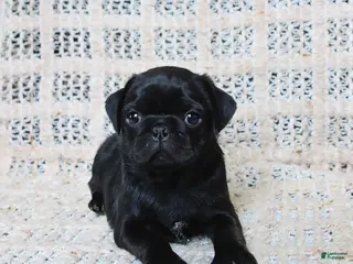 Pug dogs for sale: Bertha - Ad 4