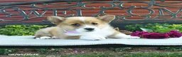 Welsh Corgi Pembroke dogs for sale: Rita - Ad 4