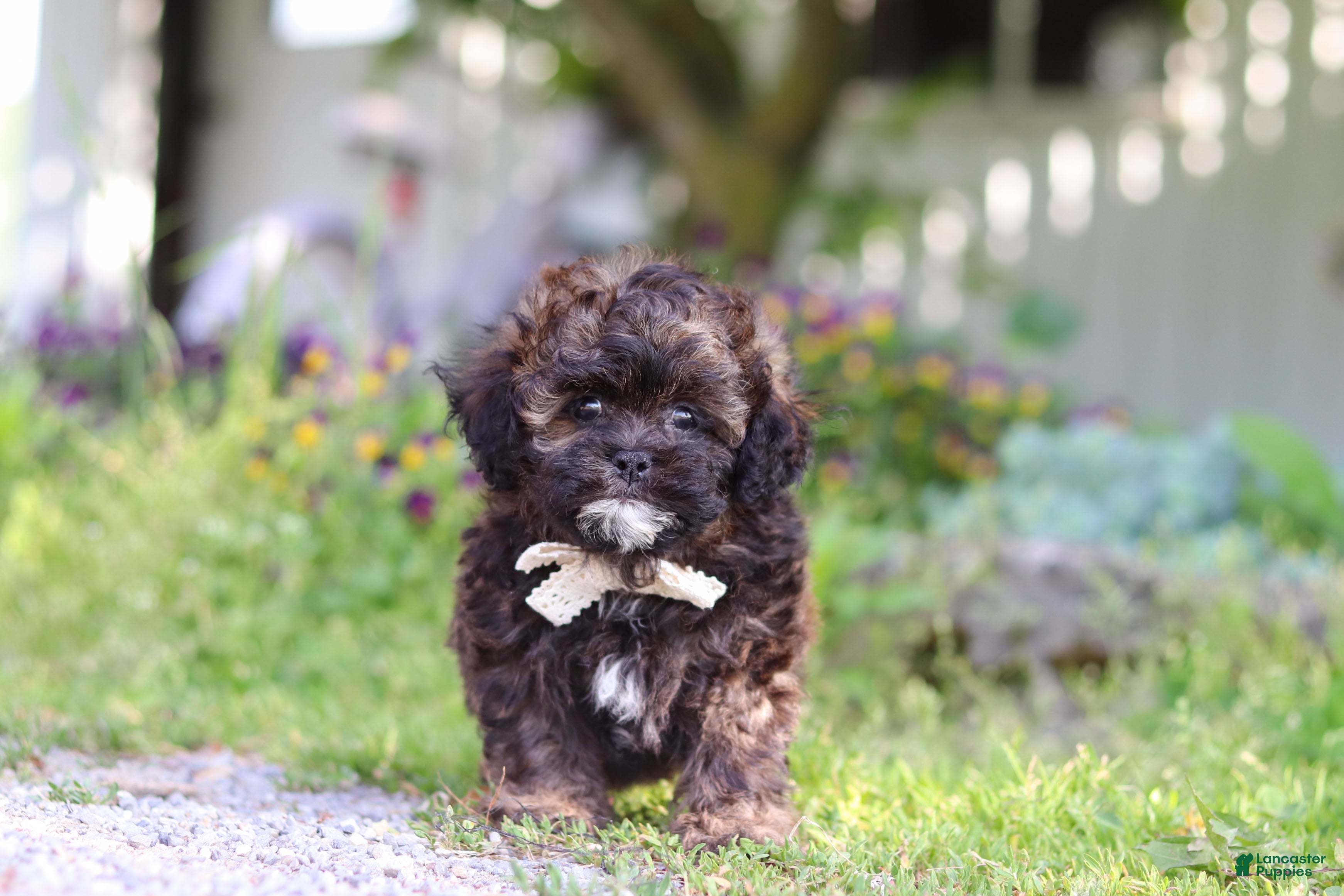 Shihpoo dogs Tyler - Ad 2