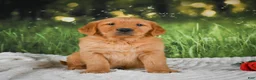 Golden Retriever dogs for sale: Jasper - Ad 12