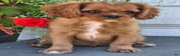 Cavalier King Charles Spaniel dogs for sale: Peanuts - Ad 11