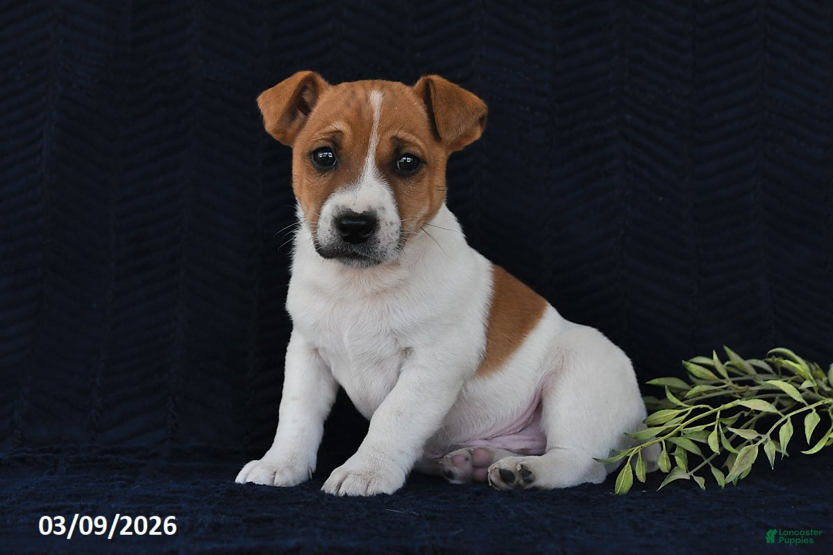 Jack Russell Terrier dogs Weston - Ad 2