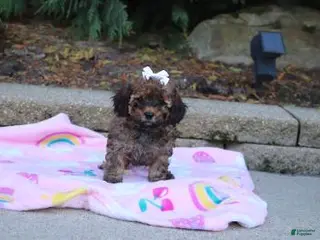 Cavapoo dogs for sale: Rudy - Ad 2