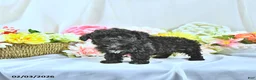 Miniature Poodle dogs for sale: Baxton - Ad 5