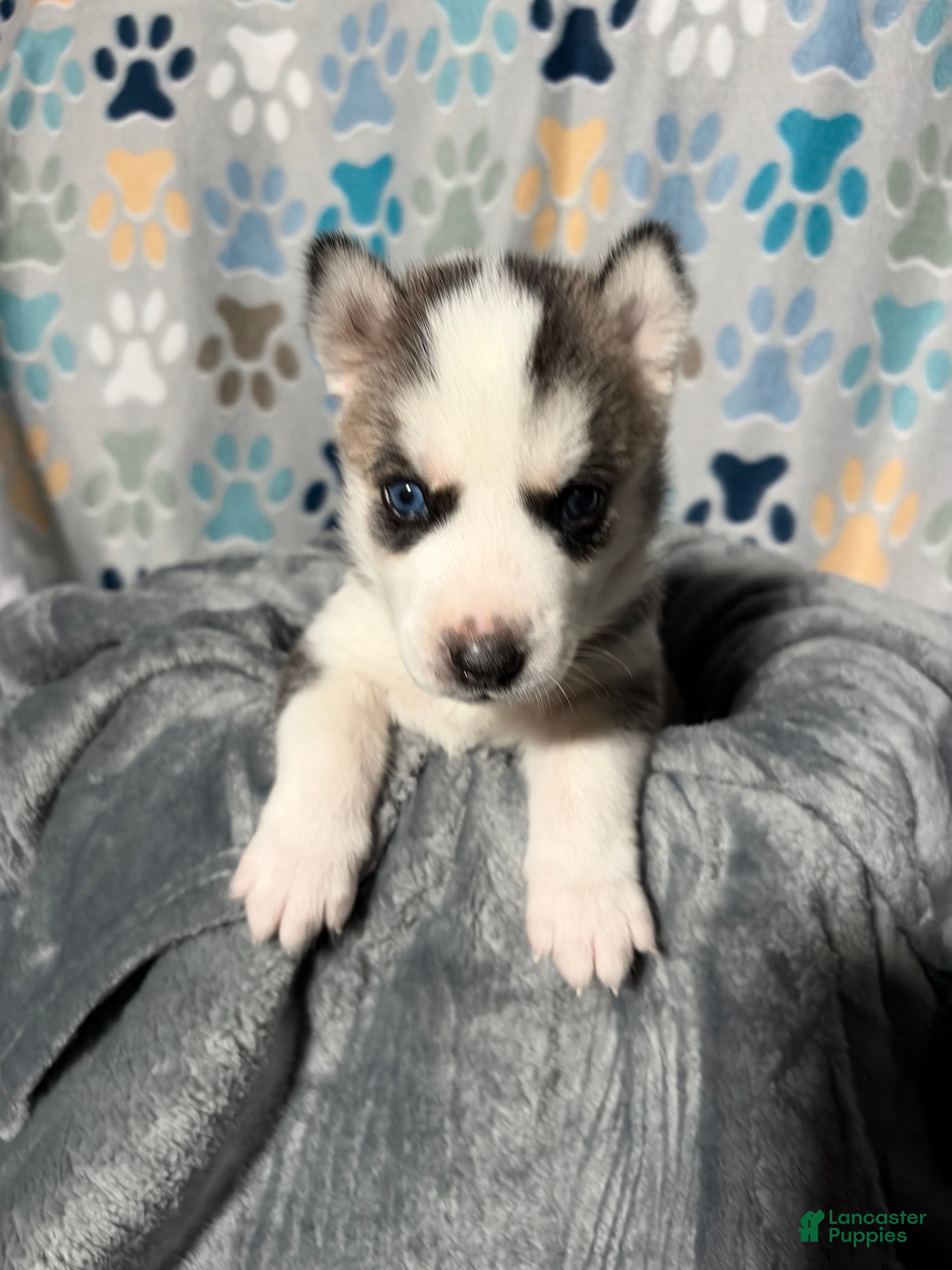 Siberian Husky dogs for sale: Emmie Ann - Ad 1