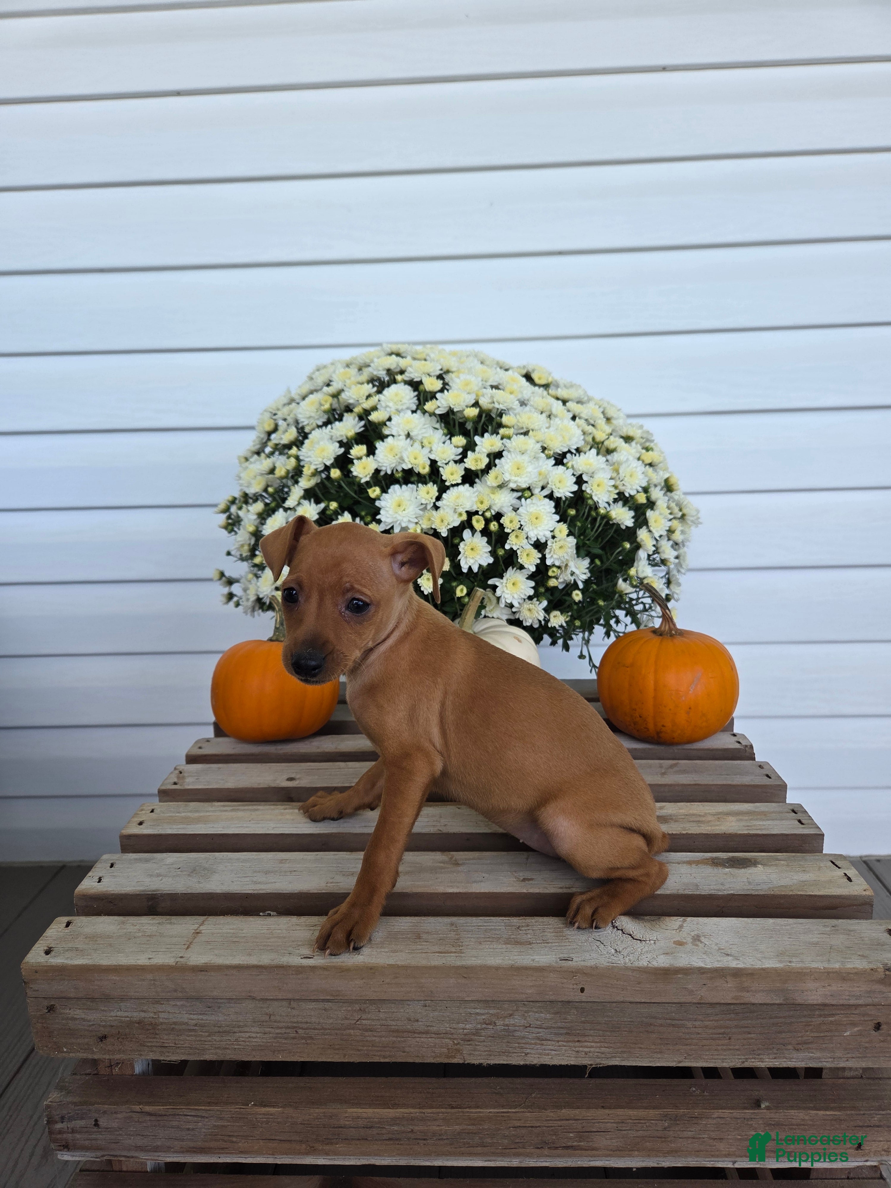 Miniature Pinscher dogs Lucy - Ad 2
