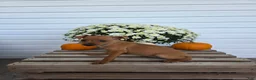 Miniature Pinscher dogs for sale: Lucy - Ad 2