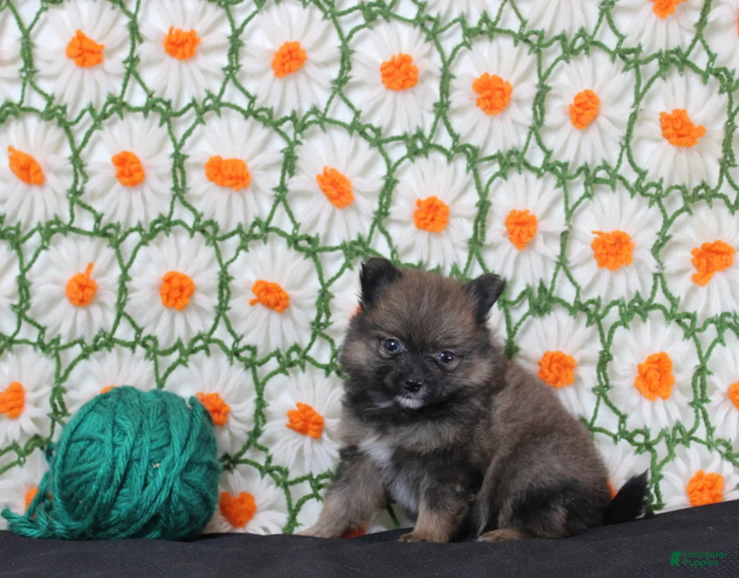 Pomeranian dogs for sale: Kara - Ad 2