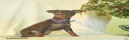 Miniature Pinscher dogs for sale: Lisa  - Ad 3