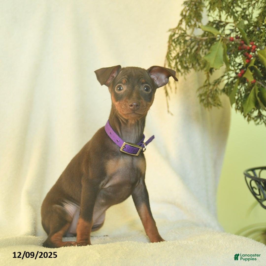 Miniature Pinscher dogs for sale: Lisa  - Ad 3