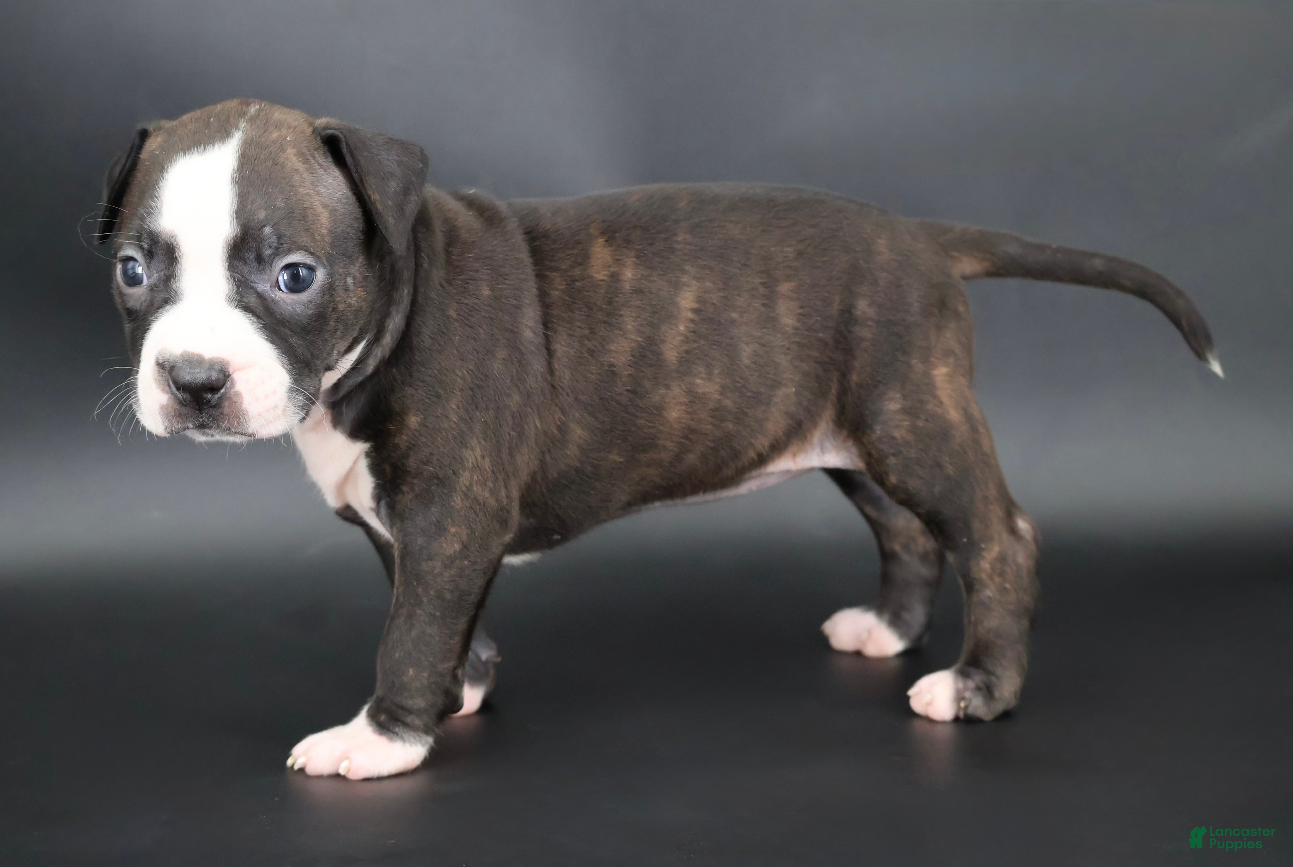 American Bully dogs Nyla - XL - ABKC - Ad 1