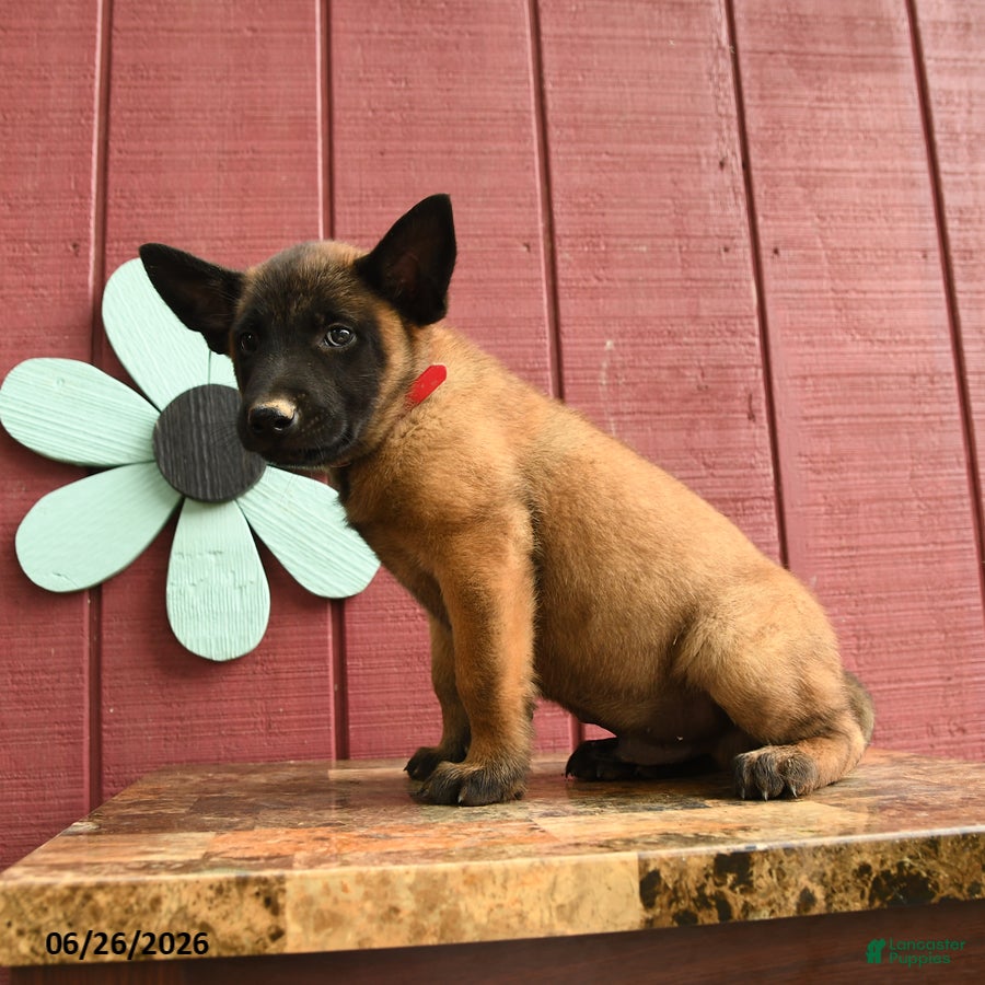 Belgian Malinois dogs Pilot - Ad 2
