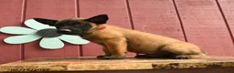 Belgian Malinois dogs for sale: Pilot - Ad 2