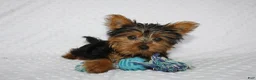 Yorkshire Terrier dogs for sale: Toby - Ad 4