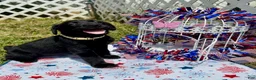 Labrador Retriever dogs for sale: Sammie - Ad 4