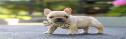 French Bulldog dogs for sale: Kyra - Ad 7
