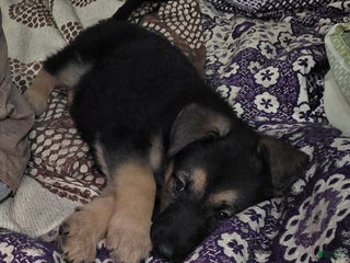 German Shepherd dogs Nova (10) - Ad 6