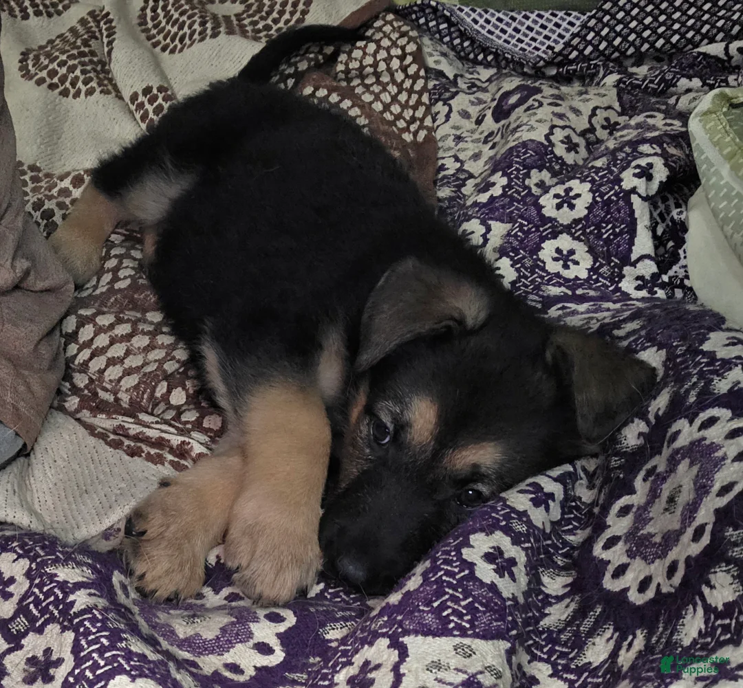 German Shepherd dogs for sale: Nova (10) - Ad 2