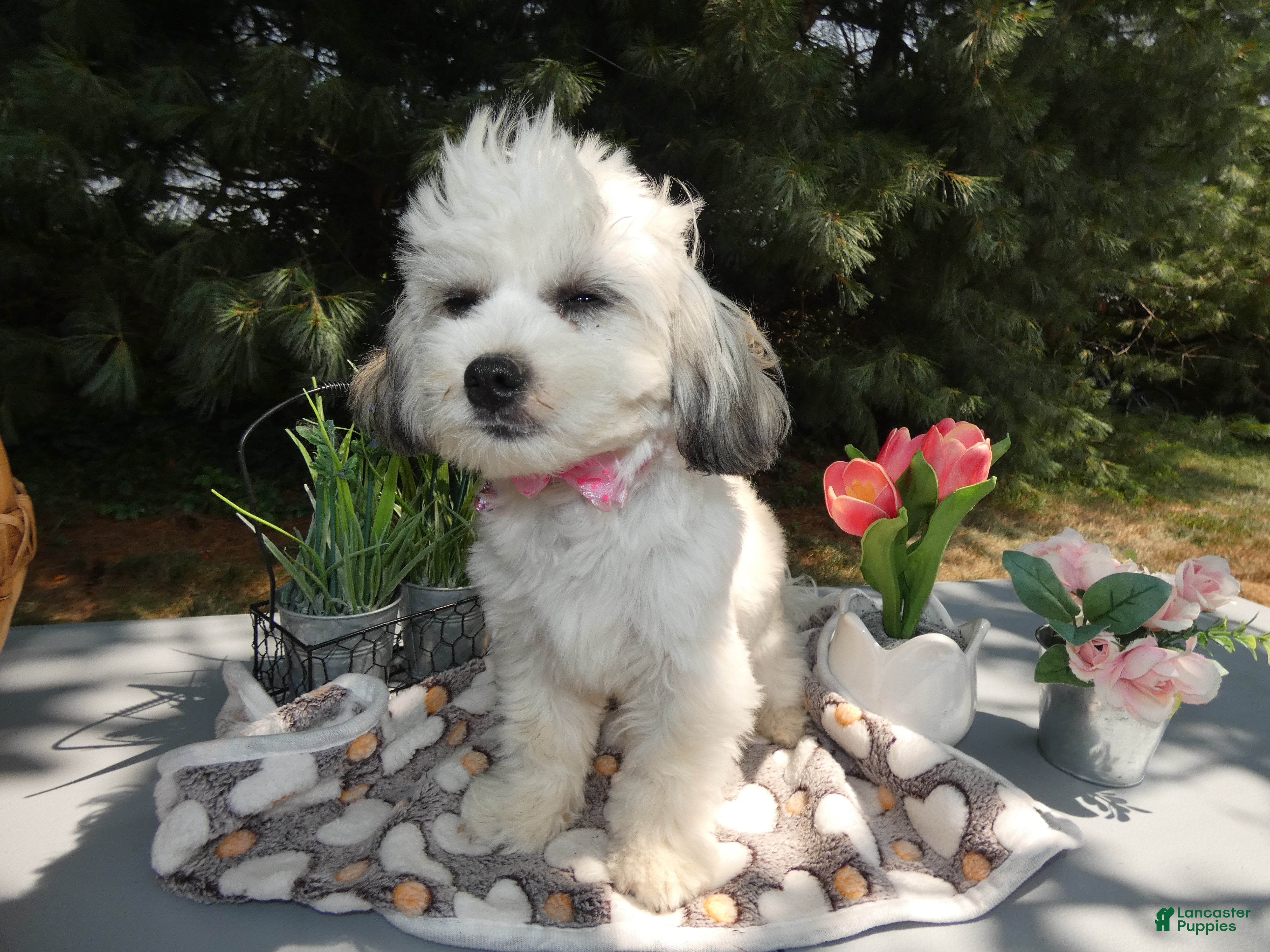 Teddy Bear dogs Teddy Bear 3 Trena - Ad 29