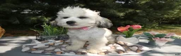 Teddy Bear dogs for sale: Teddy Bear 3 Trena - Ad 1