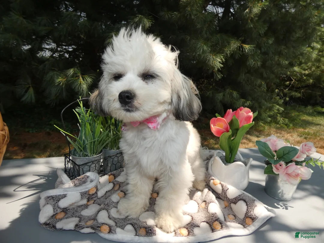 Teddy Bear dogs for sale: Teddy Bear 3 Trena - Ad 1