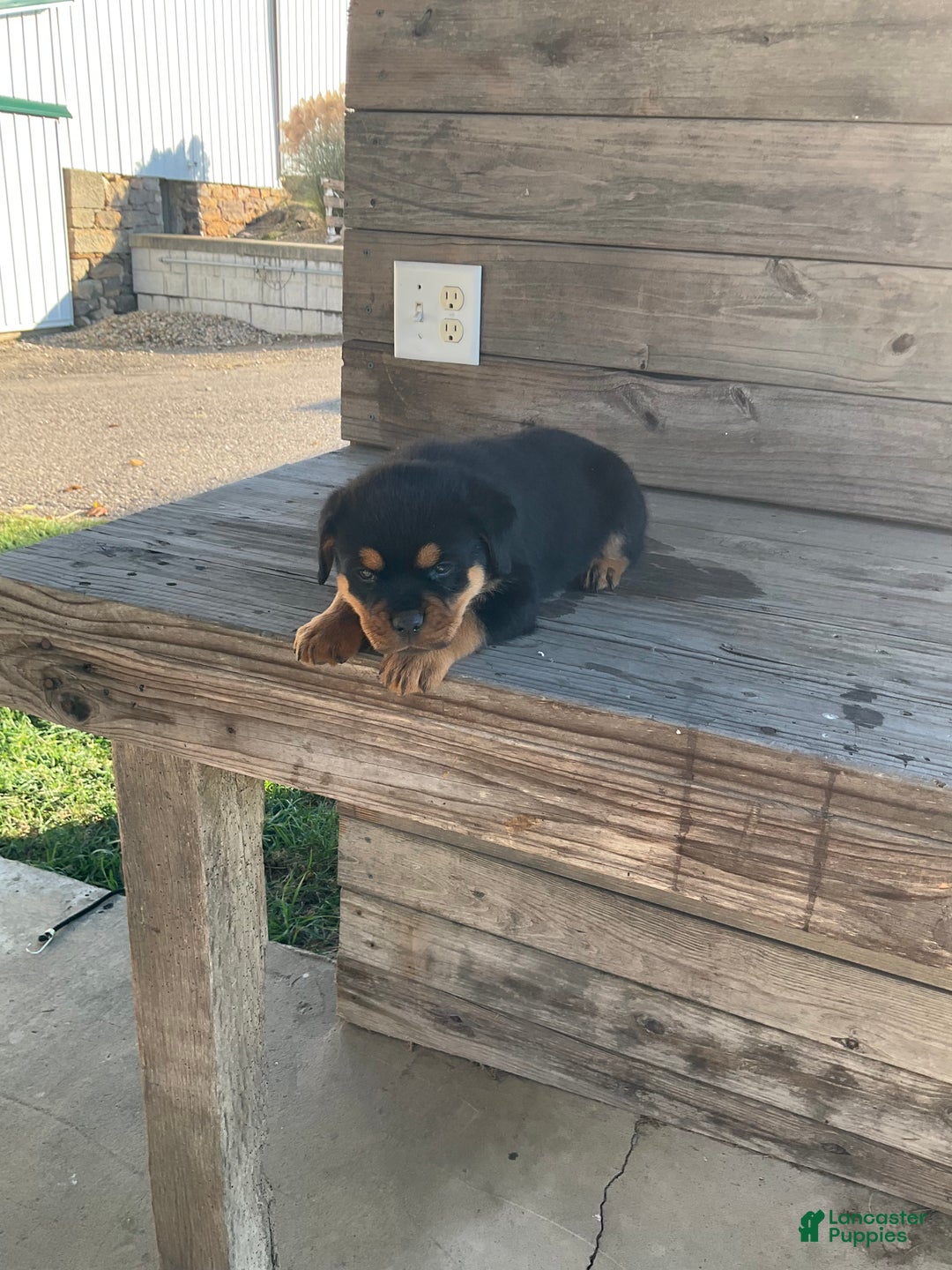 Rottweiler dogs for sale: Chloe  - Ad 5