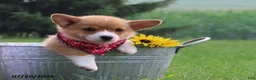 Welsh Corgi Pembroke dogs for sale: Theo - Ad 2