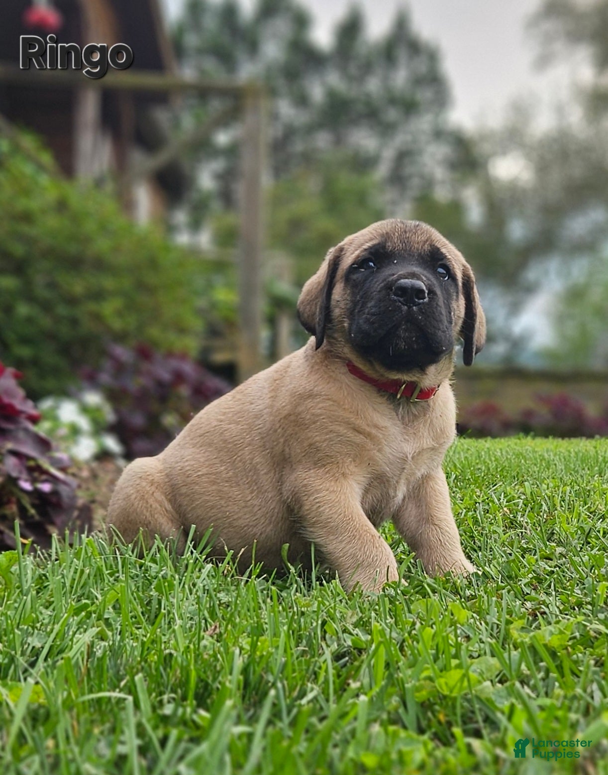 English Mastiff dogs Ringo  - Ad 2