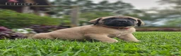 English Mastiff dogs for sale: Ringo  - Ad 2