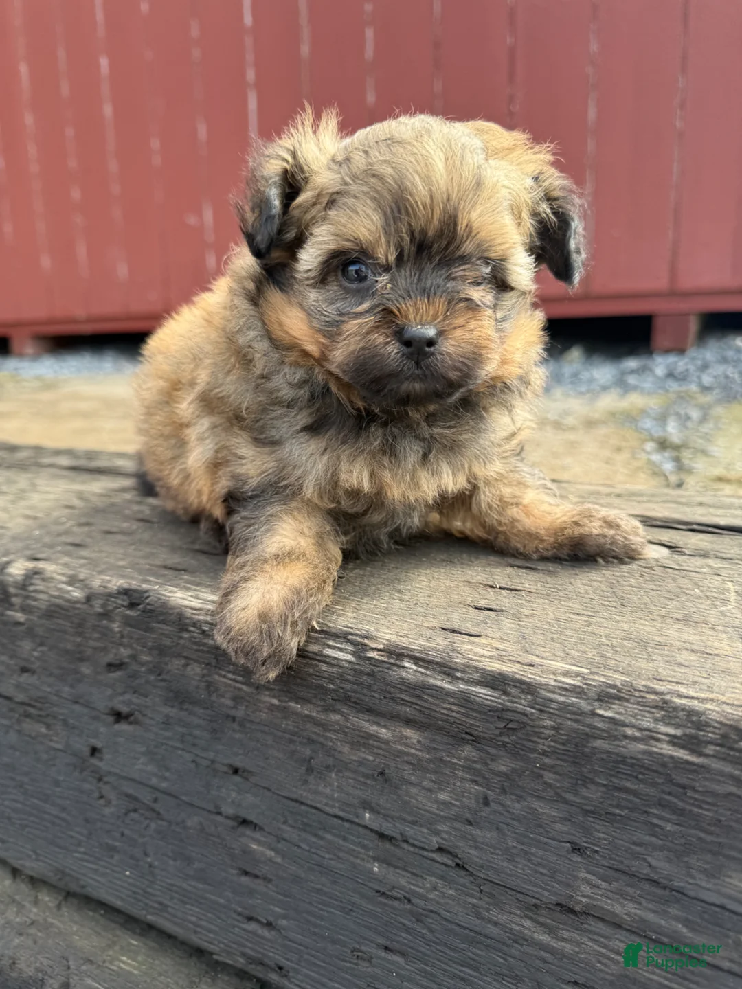 Pomapoo dogs for sale: Ashh  - Ad 1