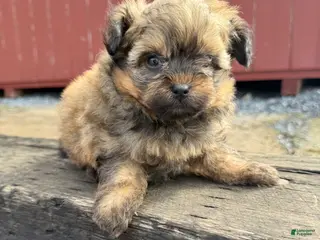 Pomapoo dogs Ashh - Ad 20