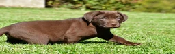 Labrador Retriever dogs for sale: Jackson - Ad 12