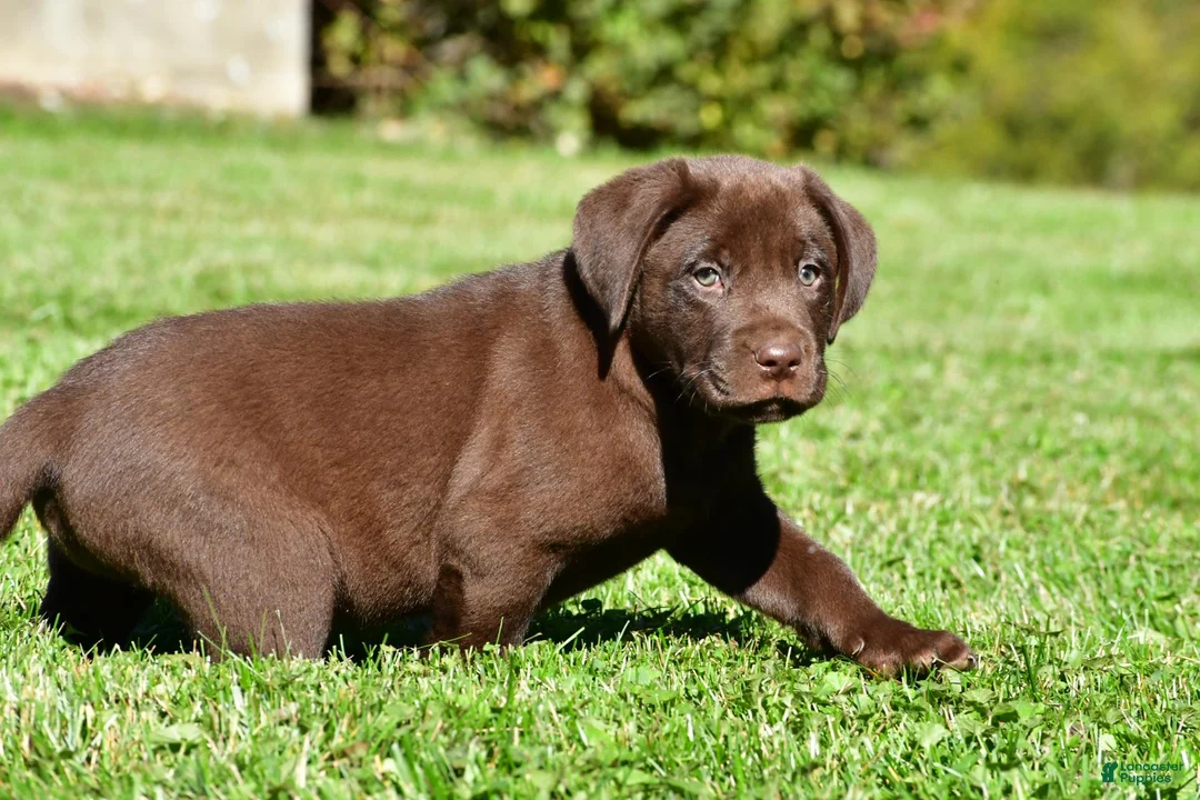 Labrador Retriever dogs for sale: Jackson - Ad 12
