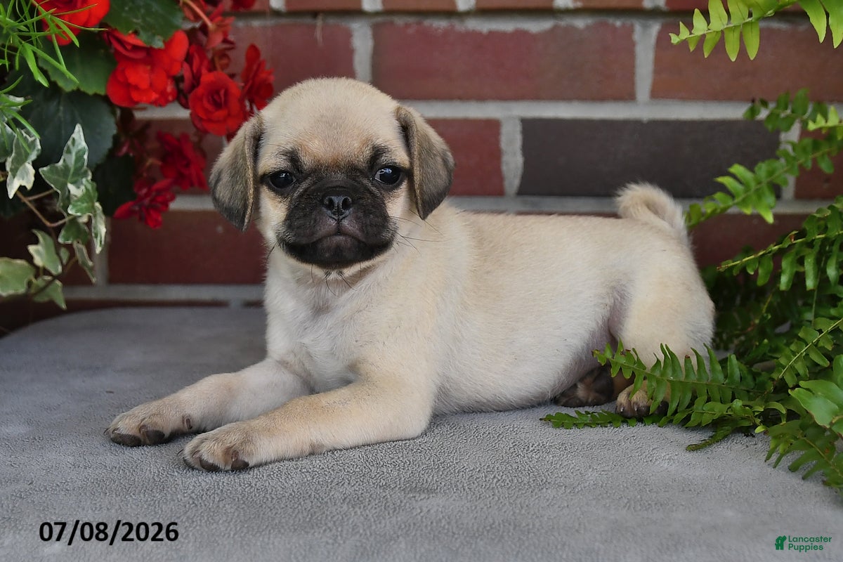 Puggle dogs Cappuccino - Ad 2