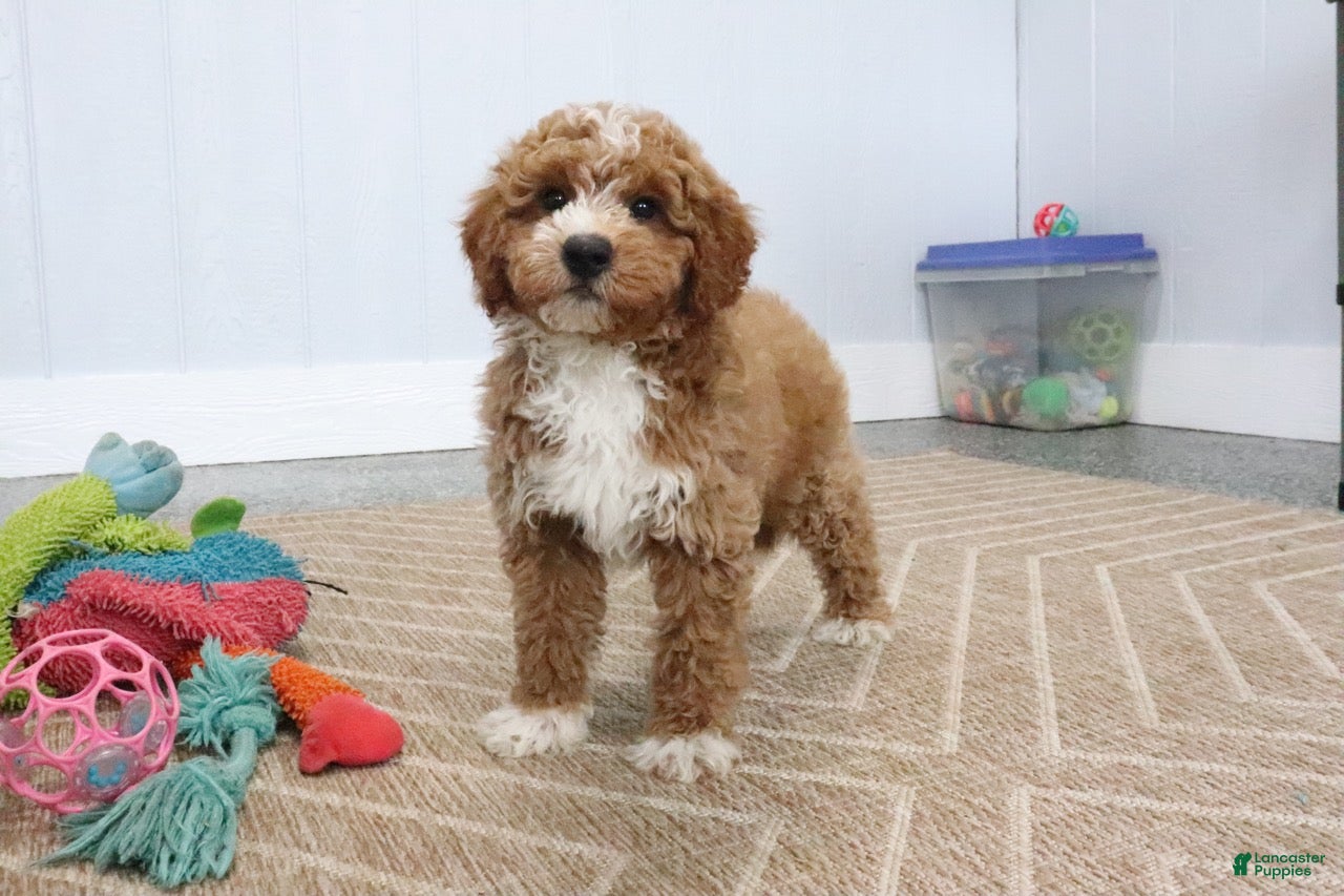 Mini Goldendoodle dogs Max - Ad 2