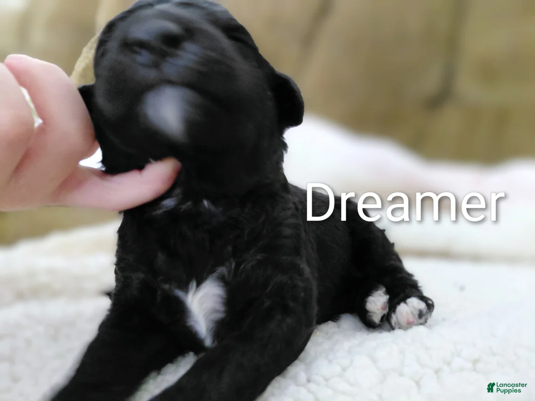 Mini Goldendoodle dogs for sale: Mini-Goldendoodle Puppy 2 - Ad 3