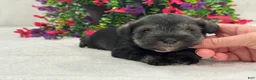 Miniature Schnauzer dogs for sale: Josie Female 5 - Ad 3