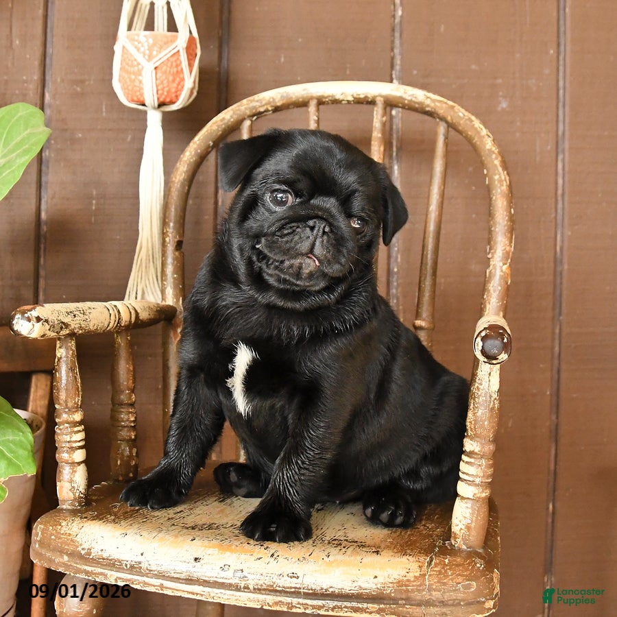 Pug dogs Sparky - Ad 2
