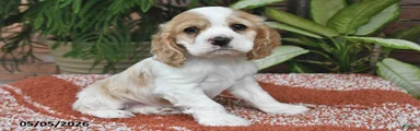 Dolly