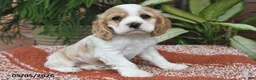 Cocker Spaniel dogs for sale: Dolly - Ad 1