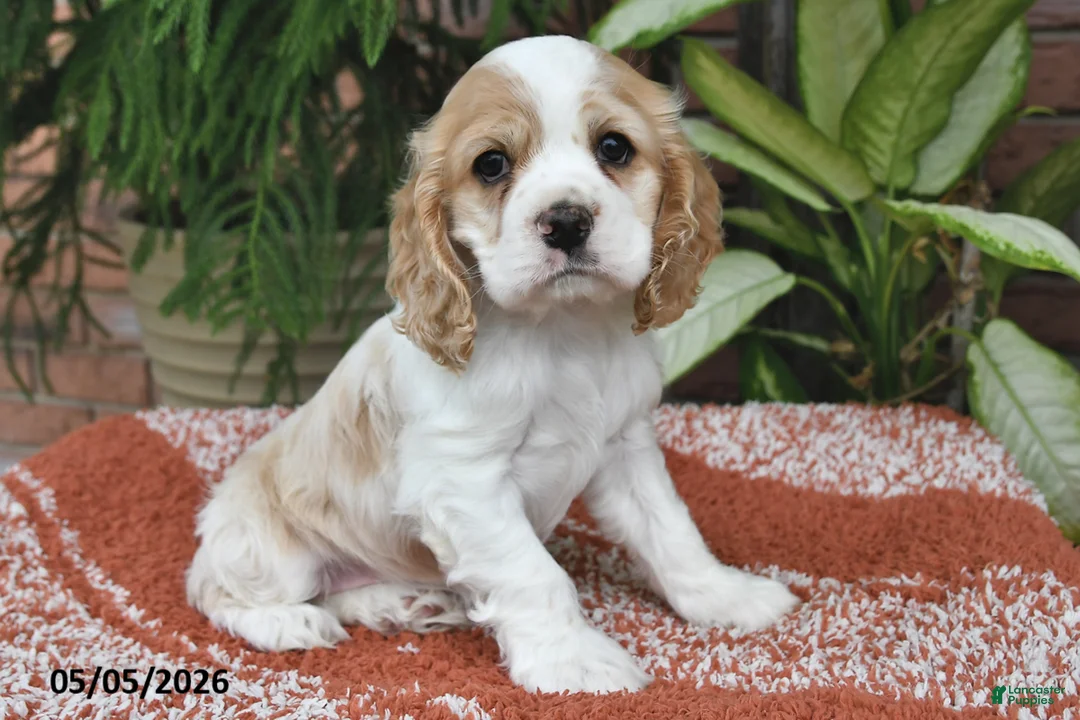 Cocker Spaniel dogs for sale: Dolly - Ad 1